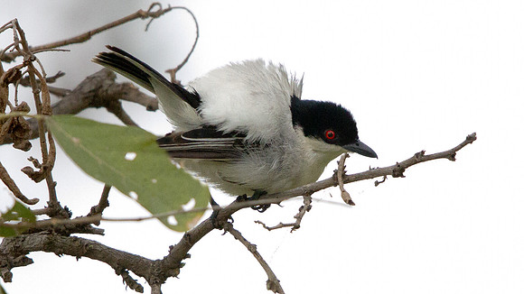 Black-backed Puffback (Dryoscopus cubla)