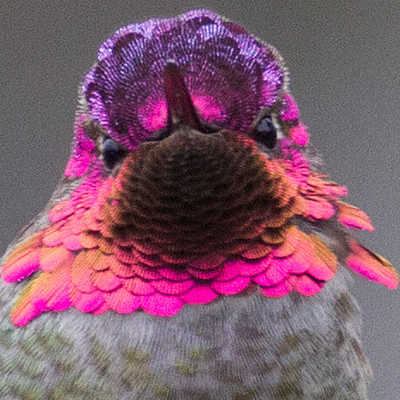 Anna's Hummingbird (Calypte anna)