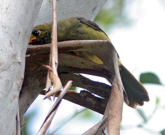 Bell Miner (Manorina melanophrys) also known as Bellbird