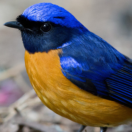 Rufous-bellied niltava (Niltava sundara) Male