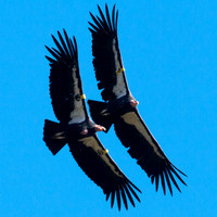 California Condor (Gymnogyps californianus)