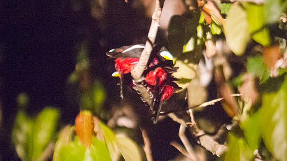 Black-and-red Broadbill (Cymbirhynchus macrorhynchos)