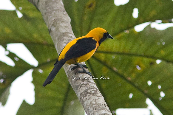 Yellow-backed Oriole (Icterus chrysater)