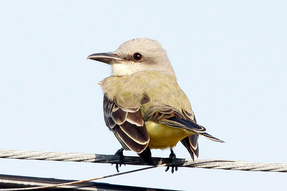 Couch's Kingbird (Tyrannus couchii)