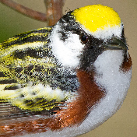 Chestnut-sided Warbler (Dendroica pensylvanica)