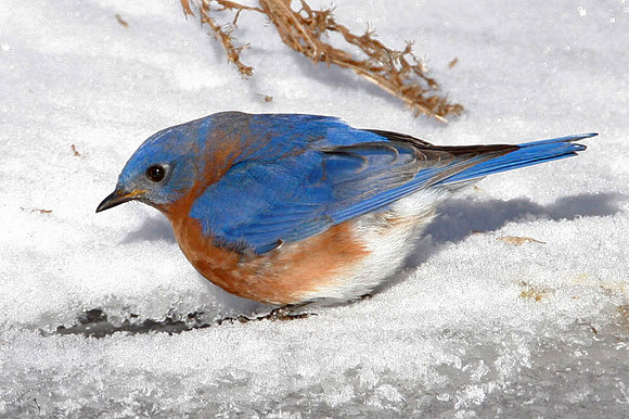 Eastern Bluebird (Sialia sialis) male