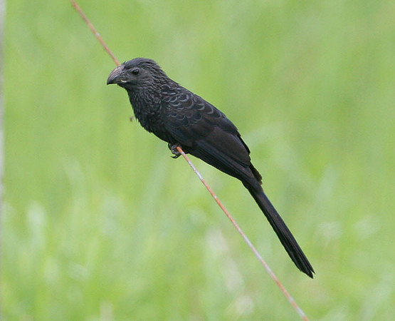Groove-billed Ani (Crotophaga sulcirostris)