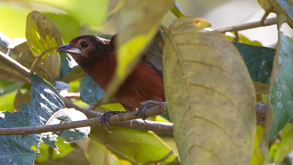 Silver-beaked Tanager (Ramphocelus carbo)