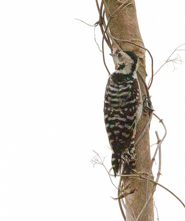 Fulvous-breasted woodpecker (Dendrocopos macei)