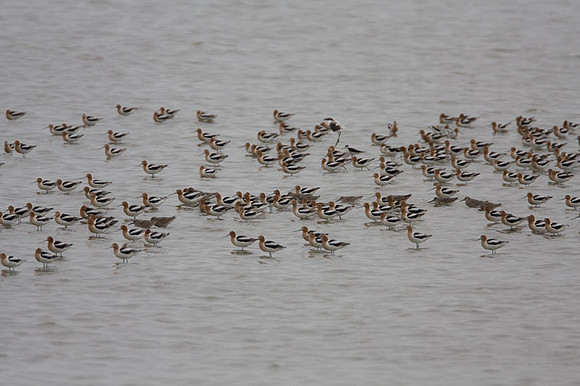 American Avocet (Recurvirostra americana)
