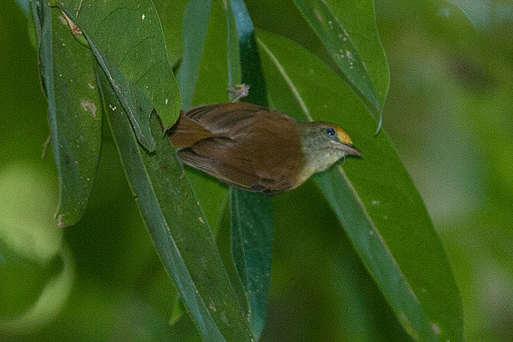 Olive-backed Euphonia (Euphonia gouldi) male