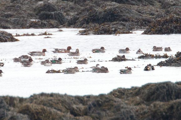 European Wigeon (Anas penelope)