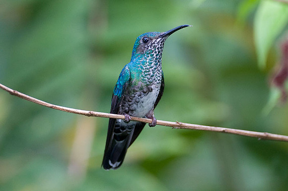White-necked Jacobin (Florisuga mellivora) female