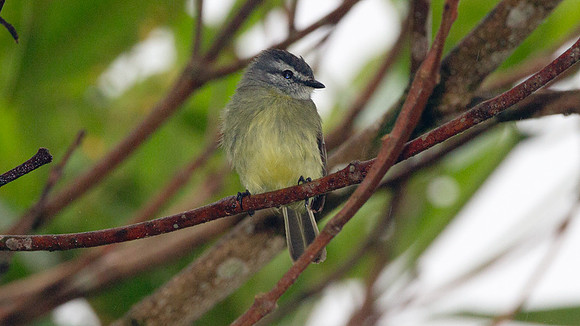 Sooty-headed Tyrannulet (Phyllomyias griseiceps)