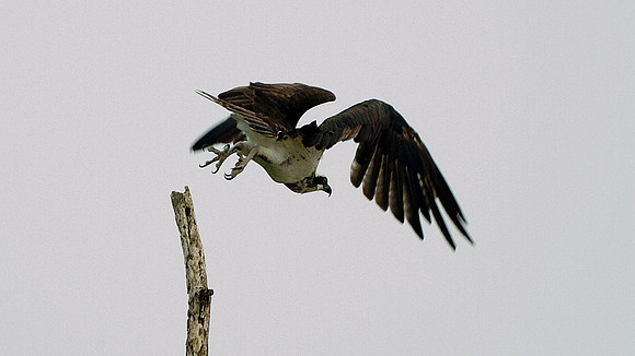 Osprey (Pandion haliaetus)
