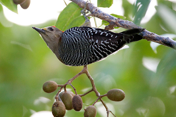Yucatan Woodpecker (Melanerpes pygmaeus) male