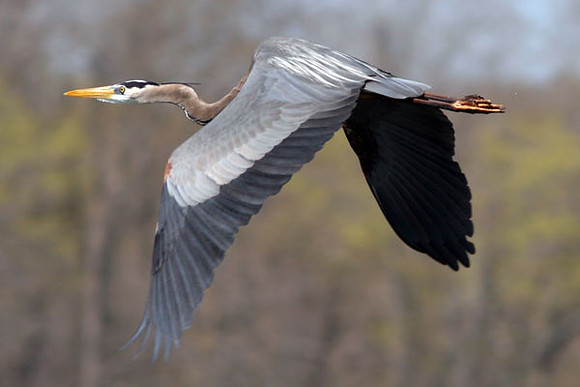 Great Blue Heron (Ardea herodias)