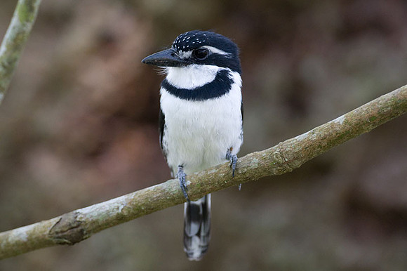 Pied Puffbird (Notharchus tectus)