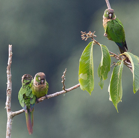 Maroon-tailed Parakeet (Pyrrhura melanura)