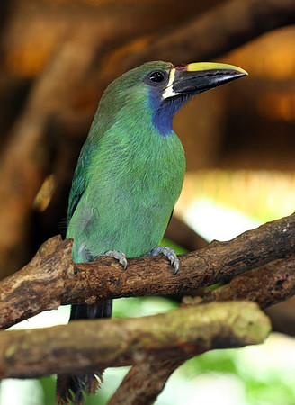 Emerald Toucanet (Aulacorhynchus prasinus)