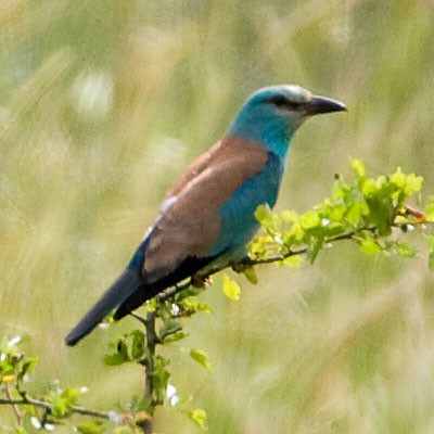 European Roller (Coracias garrulus)