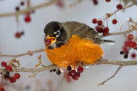 American Robin (Turdus migratorius)