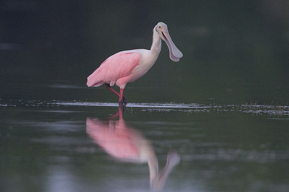 Roseate Spoonbill (Platalea ajaja)