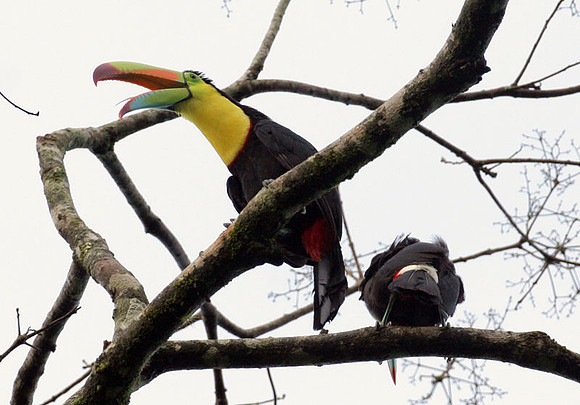 Keel-billed Toucan (Ramphastos sulfuratus) also known as Sulfur-breasted Toucan, Rainbow-billed Toucan