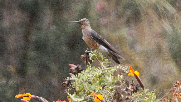Giant Hummingbird (Patagona gigas)