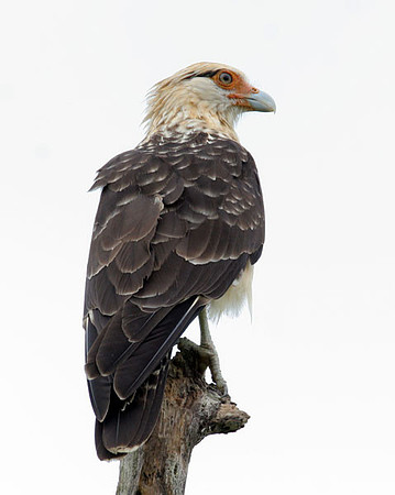 Yellow-headed Caracara (Milvago chimachima)