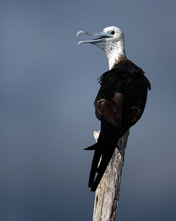 Magnificent Frigatebird (Fregata magnificens) juvenile