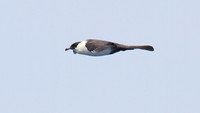 Pomarine Skua (Stercorarius pomarinus)