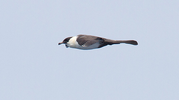 Pomarine Skua (Stercorarius pomarinus)