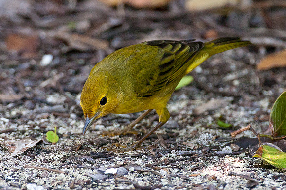 Yellow Warbler (Dendroica petechia)