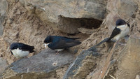 Blue-and-white Swallow (Notiochelidon cyanoleuca)