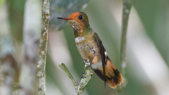 Rufous-Crested Coquette (Lophornis delattrei) - female