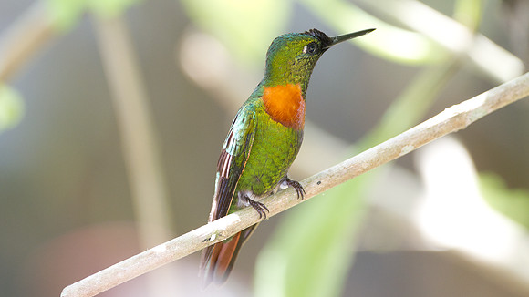 Gould's Jewelfront (Heliodoxa aurescens)