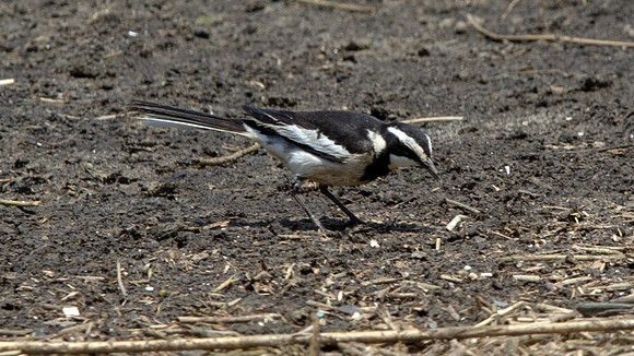 African Pied Wagtail (Motacilla aguimp)