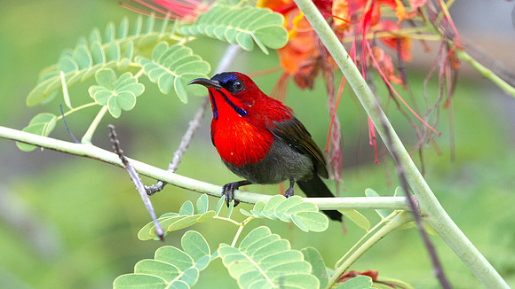 Eastern Crimson Sunbird (Aethopyga siparaja)