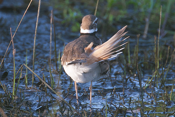 Killdeer (Charadrius vociferus)