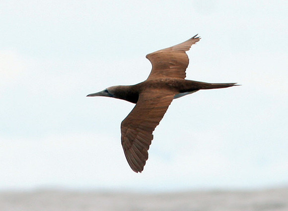 Brown Booby (Sula leucogaster)
