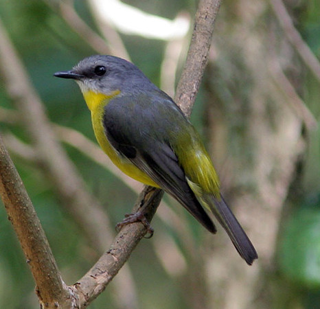 Eastern Yellow Robin (Eopsaltria australis)