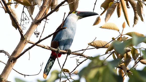 Black-billed Mountain Toucan (Andigena nigrirostris)