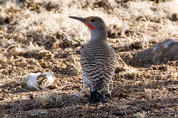Northern Flicker (Colaptes auratus) subspecies Red-shafted