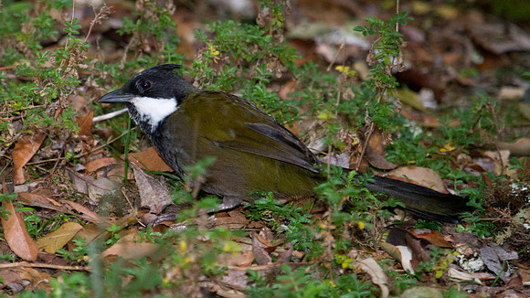 Eastern whipbird (Psophodes olivaceus)
