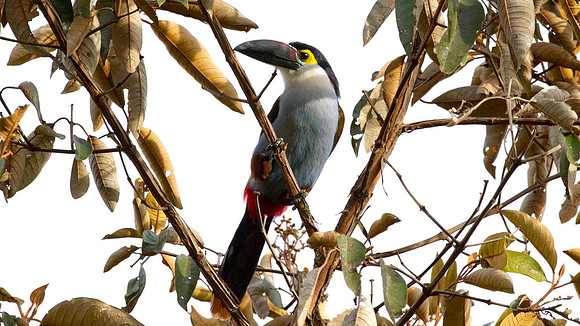 Black-billed Mountain Toucan (Andigena nigrirostris)