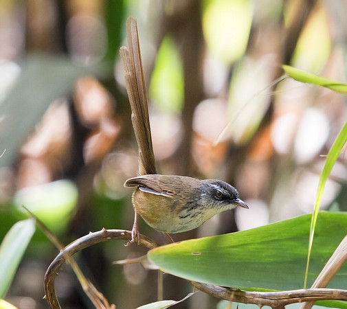 Hill prinia (Prinia superciliaris)