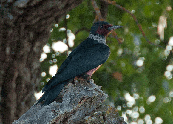 Lewis's Woodpecker (Melanerpes lewis)