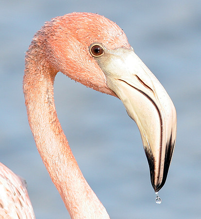 American Flamingo (Phoenicopterus ruber) immature