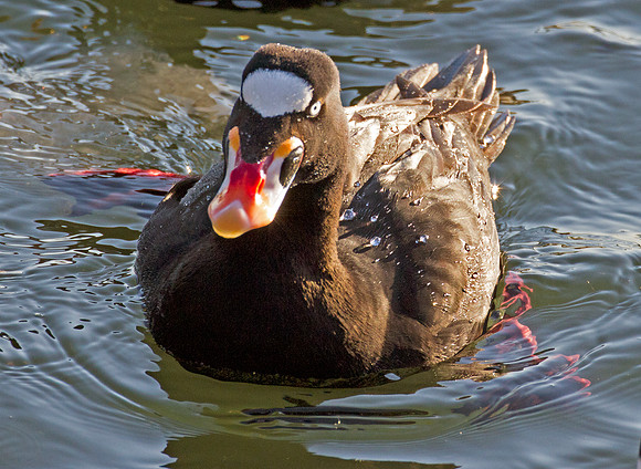 Surf Scoter (Melanitta perspicillata)